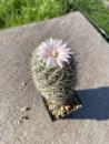 Escobaria strobiliformis